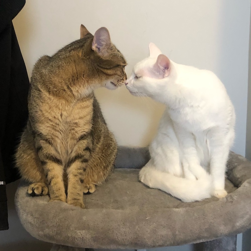 Meet your Posher, Regan